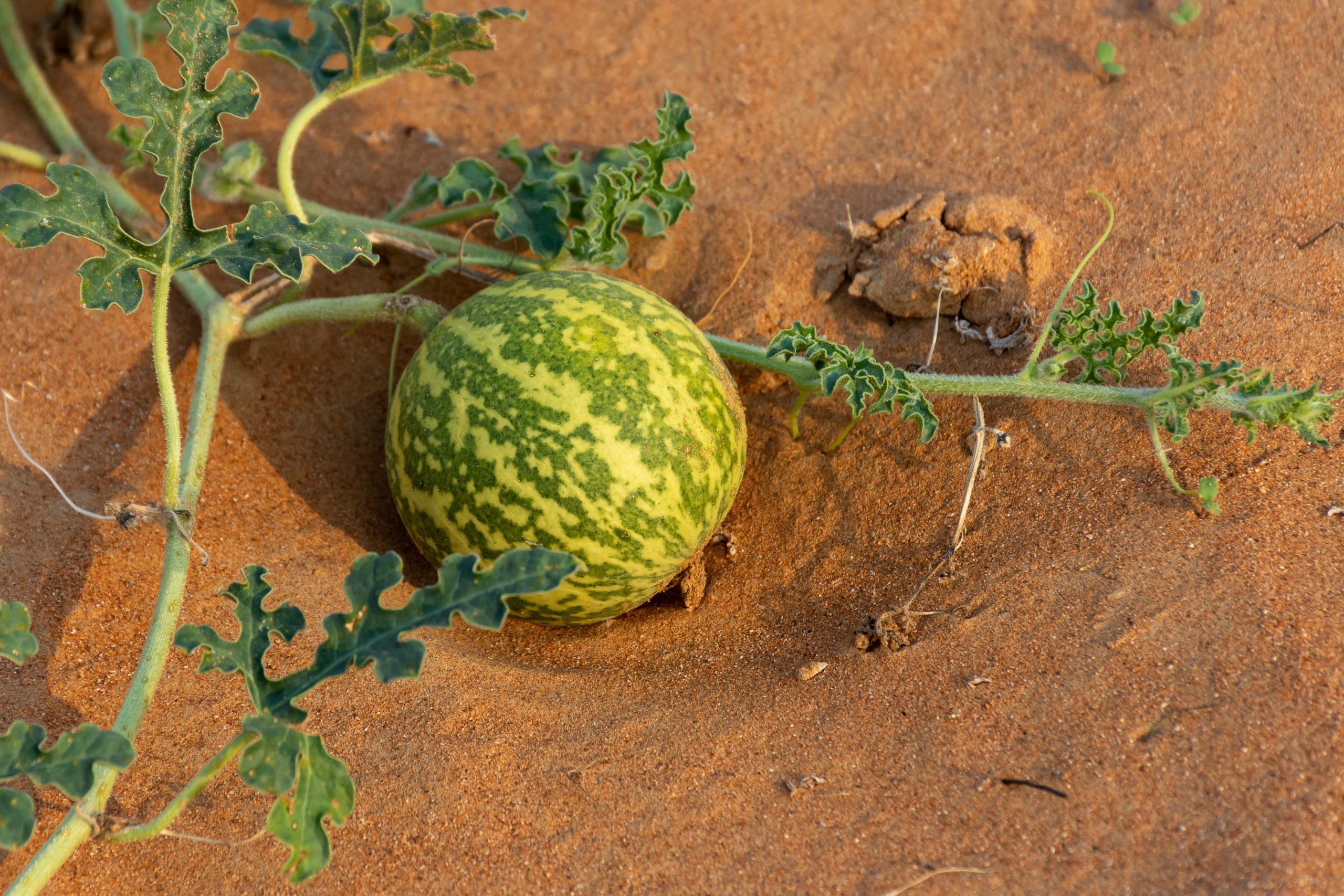 Desert,Squash,(citrullus,Colocynthis),(handhal),In,The,Sand,In,The